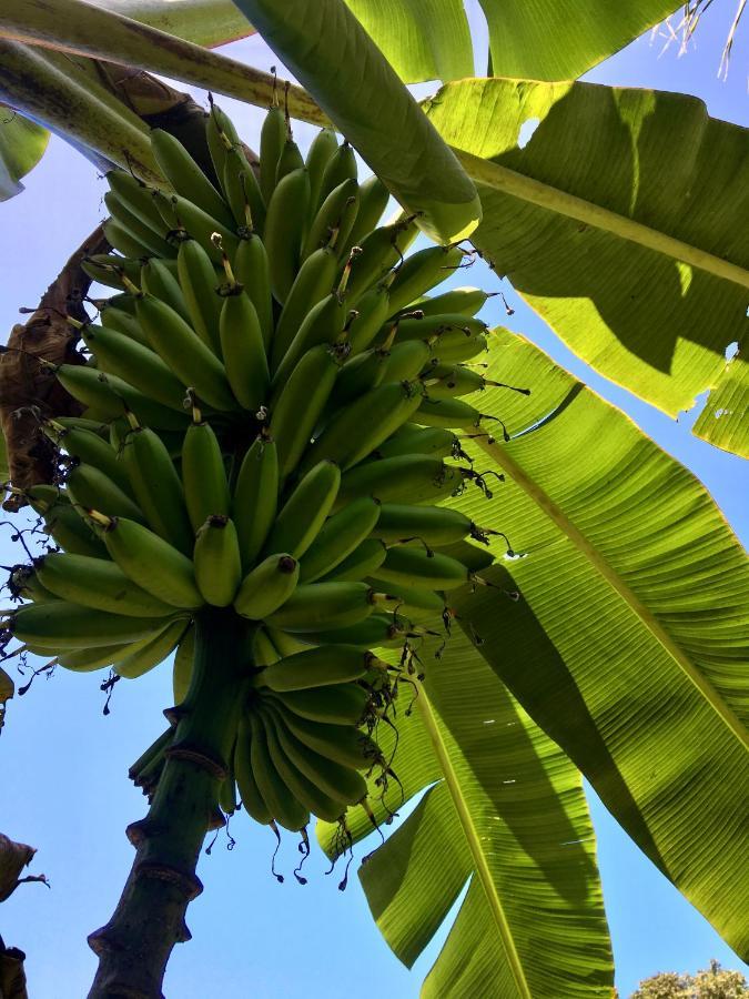Casa Salvaje Vacation Rentals Bocas Town Luaran gambar