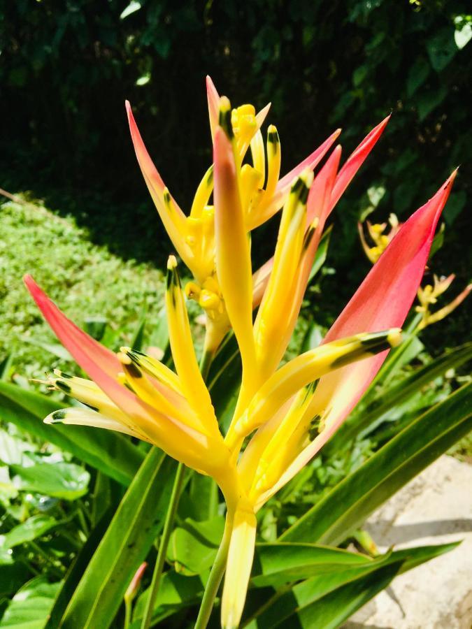 Casa Salvaje Vacation Rentals Bocas Town Luaran gambar